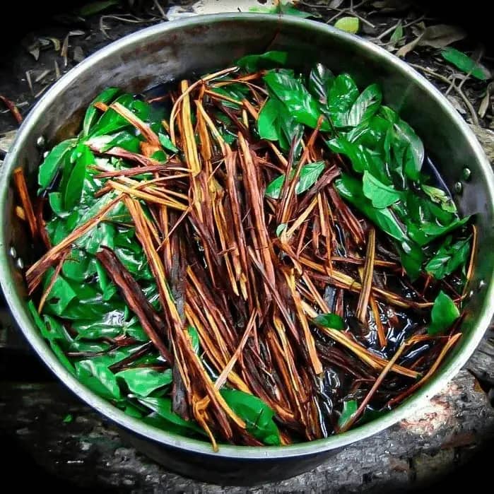 Preparo da ayahuasca: folhas de chacrona e cipó jagube no caldeirão