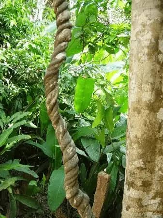 Jagube (Banisteriopsis caapi)